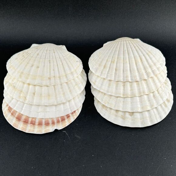 (8) Natural Scallop Shells, Decorative, Crafts 4.5"L x 4.5"W  Made In Japan - Picture 4 of 4